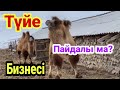 ТҮЙЕ бағу тиімді ма ? Түйе шаруашылығы