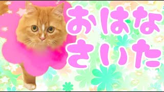 【ラガマフィン】うちのねこさんにお花が咲きました（？）