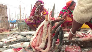 কুলিয়ারচরের মাছ কুটুনির দল || Panorama Documentary