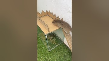 best mouse trap, cách bẫy chuột dễ và hiệu quả #shoprts