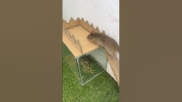 best mouse trap, cách bẫy chuột dễ và hiệu quả #shoprts