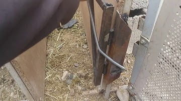 One-way gate for sheep race