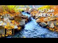 Beat Stress Within 5 Minutes to Sleep Soundly with Babbling brook in autumn ambience.