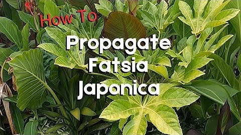 How to Propagate a Fatsia Japonica Paperplant by Dividing the Plant