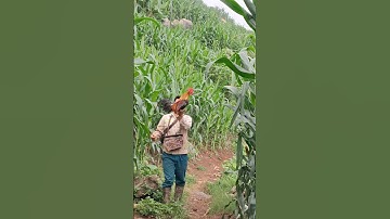 gà rừng mã vàng đập cánh gáy cực hay. qaib qus daj ntxuaj ti zoo