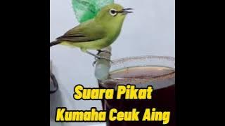Suara Pikat Burung Pleci Prenjak Korlap Dan Burung2 Kecil Lainnya