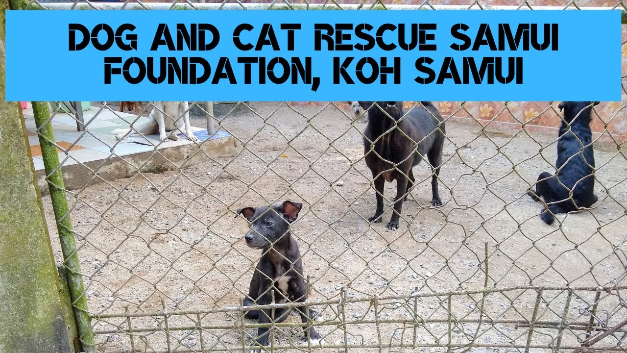 Dog and Cat Rescue Samui Foundation, Koh Samui YouTube