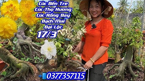 Mai Bến Tre17/3🌼Cúc Thọ Hương🌟Cúc BếnTre🌟Cúc 150🌱Đại Lộc🌱Cúc Rồng Bay🌱Bạch Mai📲0377357115🌼CS Cần Thơ
