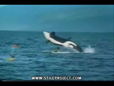 orca-whale-lands-on-kayak
