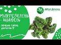 Микрозелень - Щавель. Детальный гайд по выращиванию.