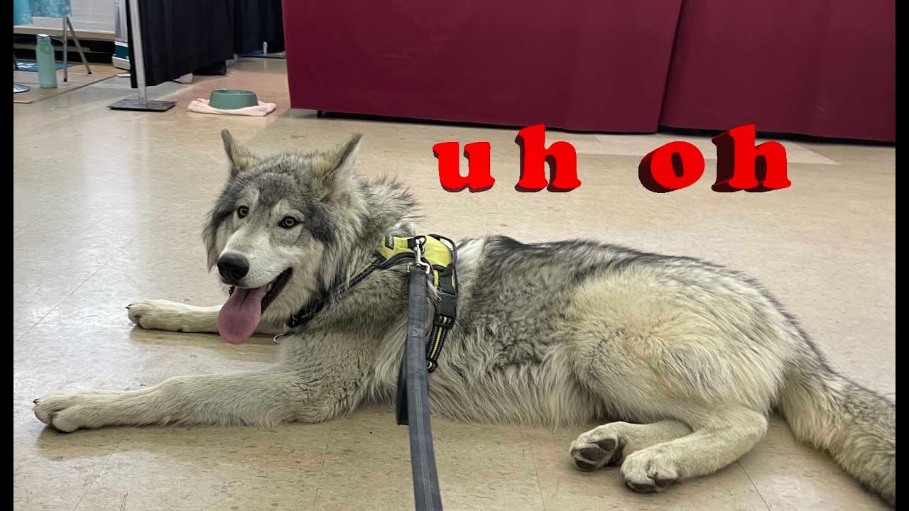 We Took a Wolfdog Puppy to a Pet Expo & This Is How It Went - YouTube