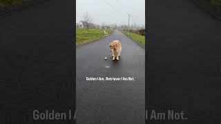 😂😂😂Funny Dog #dog #fail #funny #shorts #viral #memes #usa