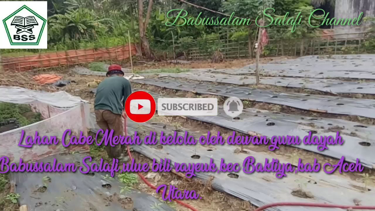 Cara menanam cabe merah 