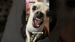 Эти собаки запрещены 🐕часть 3 #шортс #животные #animals #собака