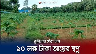 টপ রেড এবং রেড লেডি জাতের পেপে চাষ; ১০ লক্ষ টাকা আয়ের স্বপ্ন  | Pepe | Jamuna TV