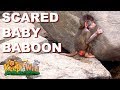 Scared Baby Baboon