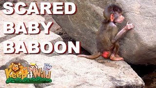 Scared Baby Baboon