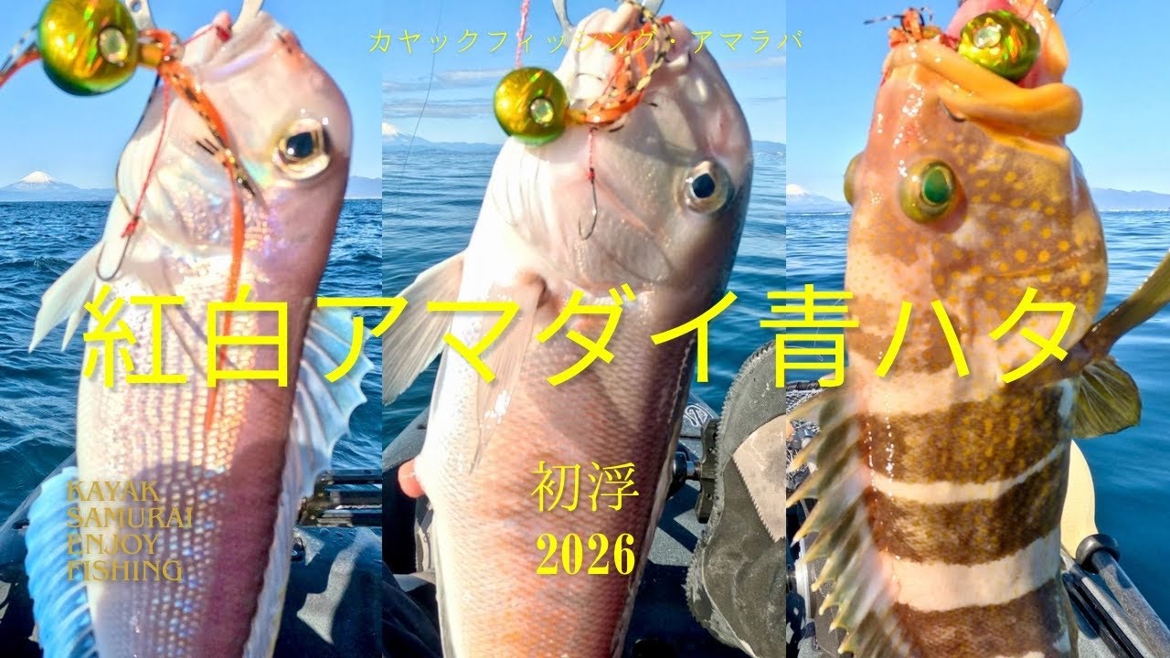 【2026年初浮】紅白アマダイに青ハタが釣れた！｜１月｜アマラバ｜