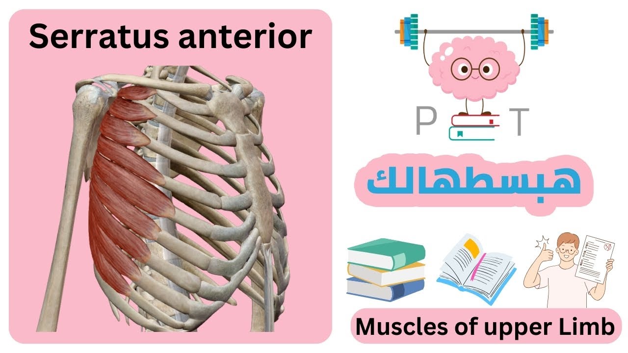 serratus anterior #upper_limb_هبسطهالك