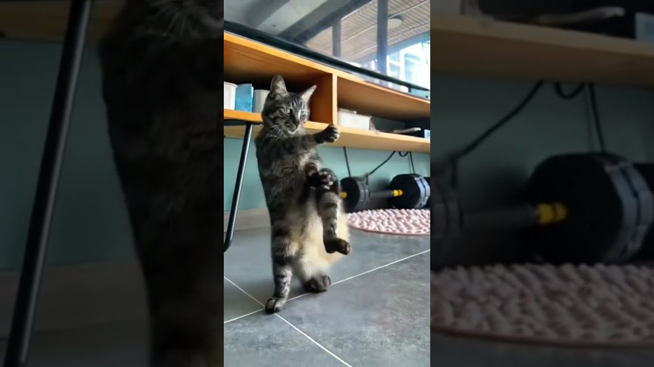 #comdeymemes #funnymemes #funny #memehub #funnypictures #comedy #memeclip #funnyimages #love