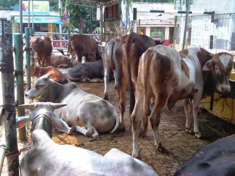 Kambing sapi qurban/kurban 2013 siap antar jakarta bekasi 