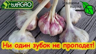 видео: ЧЕСНОК БУДЕТ С КУЛАК! Сделайте так и будете с огромным урожаем чеснока! картинка: ЧЕСНОК БУДЕТ С КУЛАК! Сделайте так и будете с огромным урожаем чеснока!