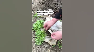 КАК ЗАЩИТИТЬ рассаду от медведки и жука стригуна!