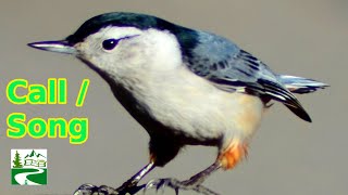 White breasted nuthatch call / song / sound | Bird