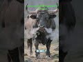 🐂 Bull vs Goat – Strength vs Agility! #Shorts jersey bull elephant video monkey video bull vs goat