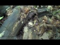 Middle of video