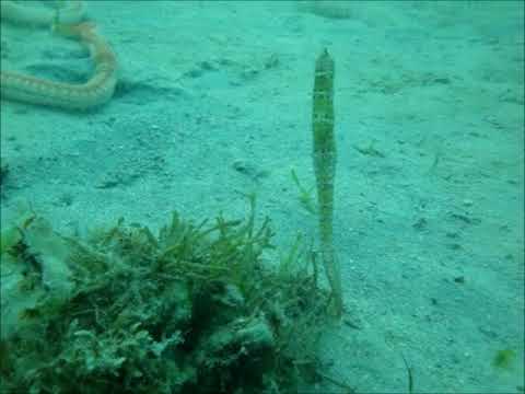 Smooth Seahorse Hippocampus