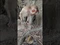 #monkey47 #monkey #monkeytime #animals #monkeybar #monkeymonkey #monkeyplace #babymonkey