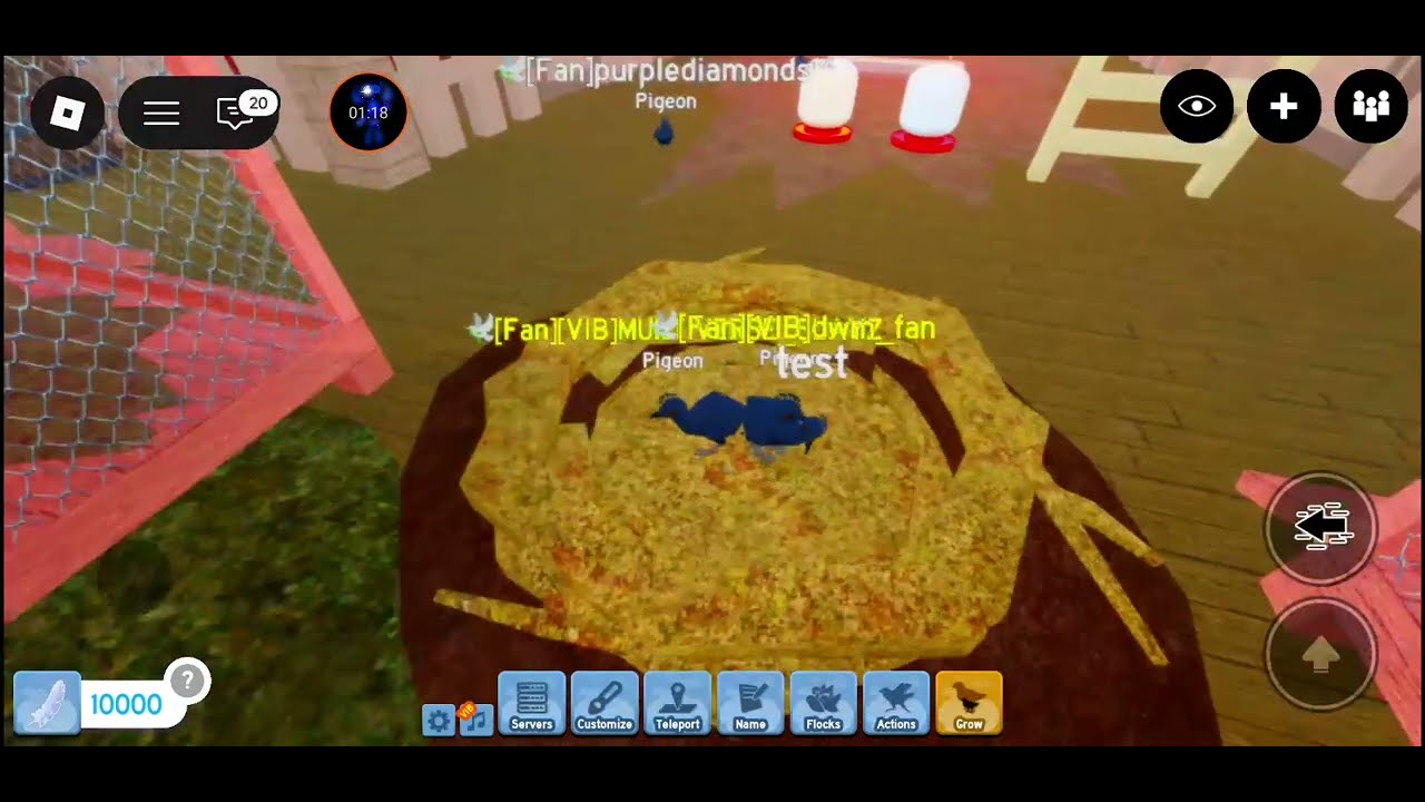 New crowned pigeon in feather family