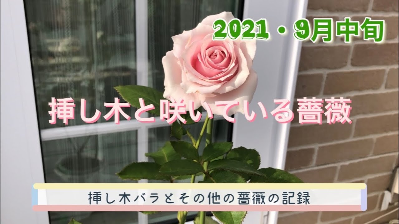 Garden バラの挿し木の開花 見納めの薔薇とこれから咲く薔薇 Youtube