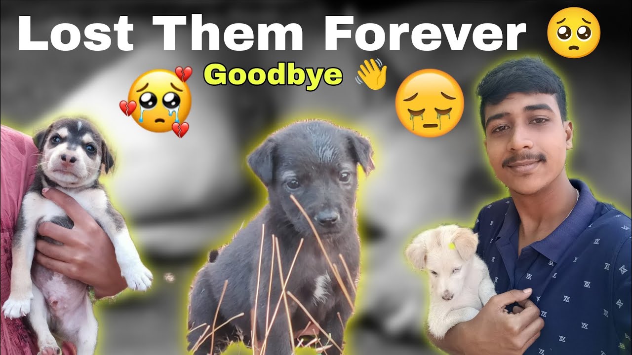 आता dog या जगात नाही राहिले 🥺😔// Goodbye 👋//