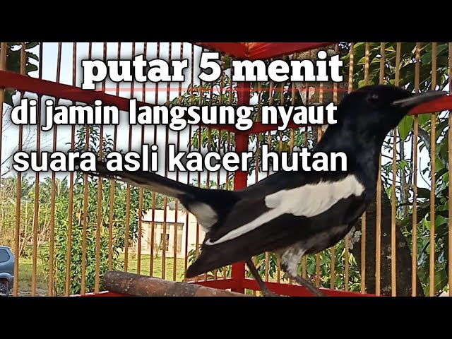 suara asli kacer hutan bikin kacer lain ikut gacor class=