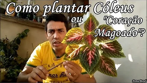 Como fazer muda de coração-magoado?