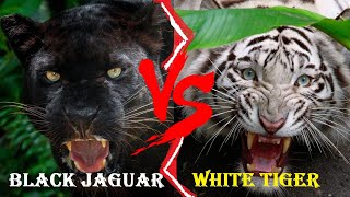 Jaguar Hitam VS Harimau Putih - Harimau Putih VS Black Panther Siapa yang Akan Menang