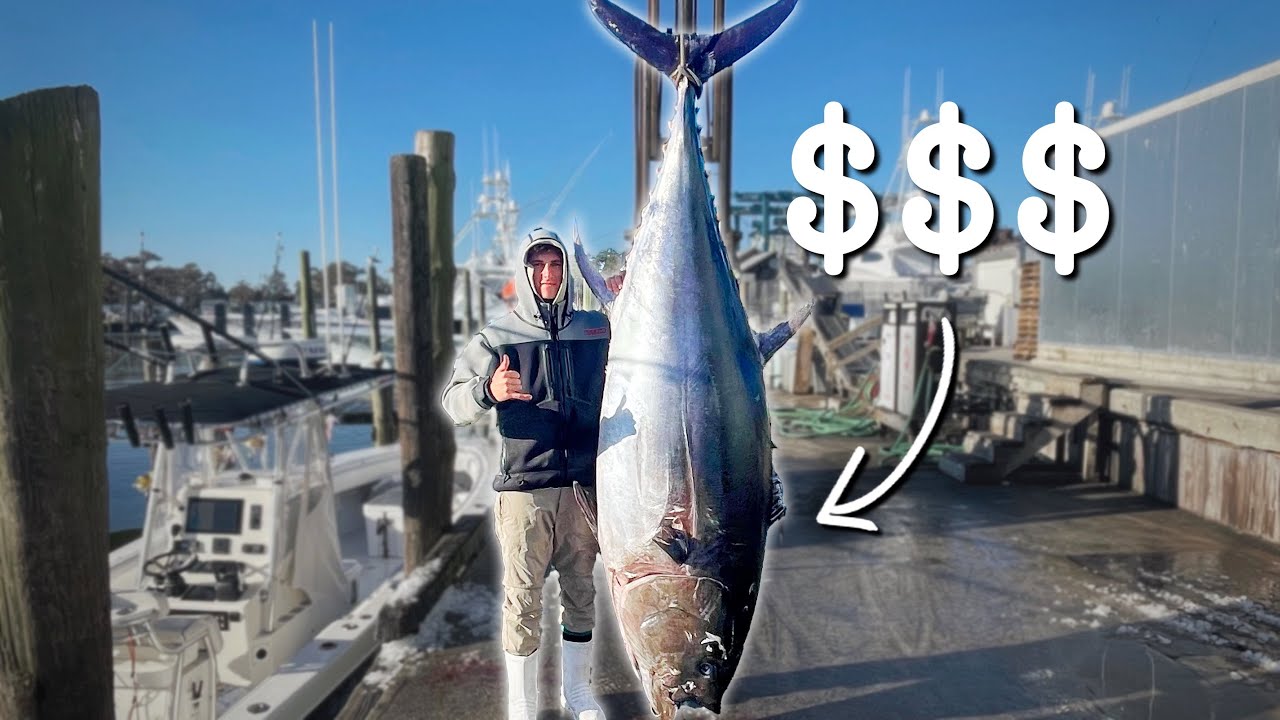 THE MOST EXPENSIVE FISH ON EARTH! Commercial GIANT Bluefin Tuna