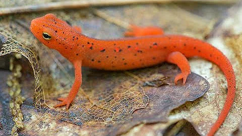 The Eastern Newt Mini Documentary