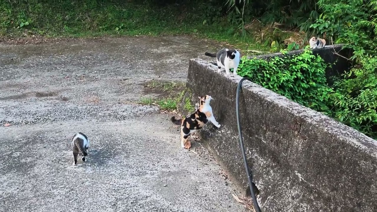 【貢寮賞鳥農地】貓咪日常 縮圖