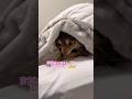 å°åç¬ã£ãŠå®¶ã®äžã§è¡æ¹äžæã«ãªããã¡ãããªãïŒww #tiktok #short
