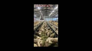 Easyfeed Bedding Svensk Txt