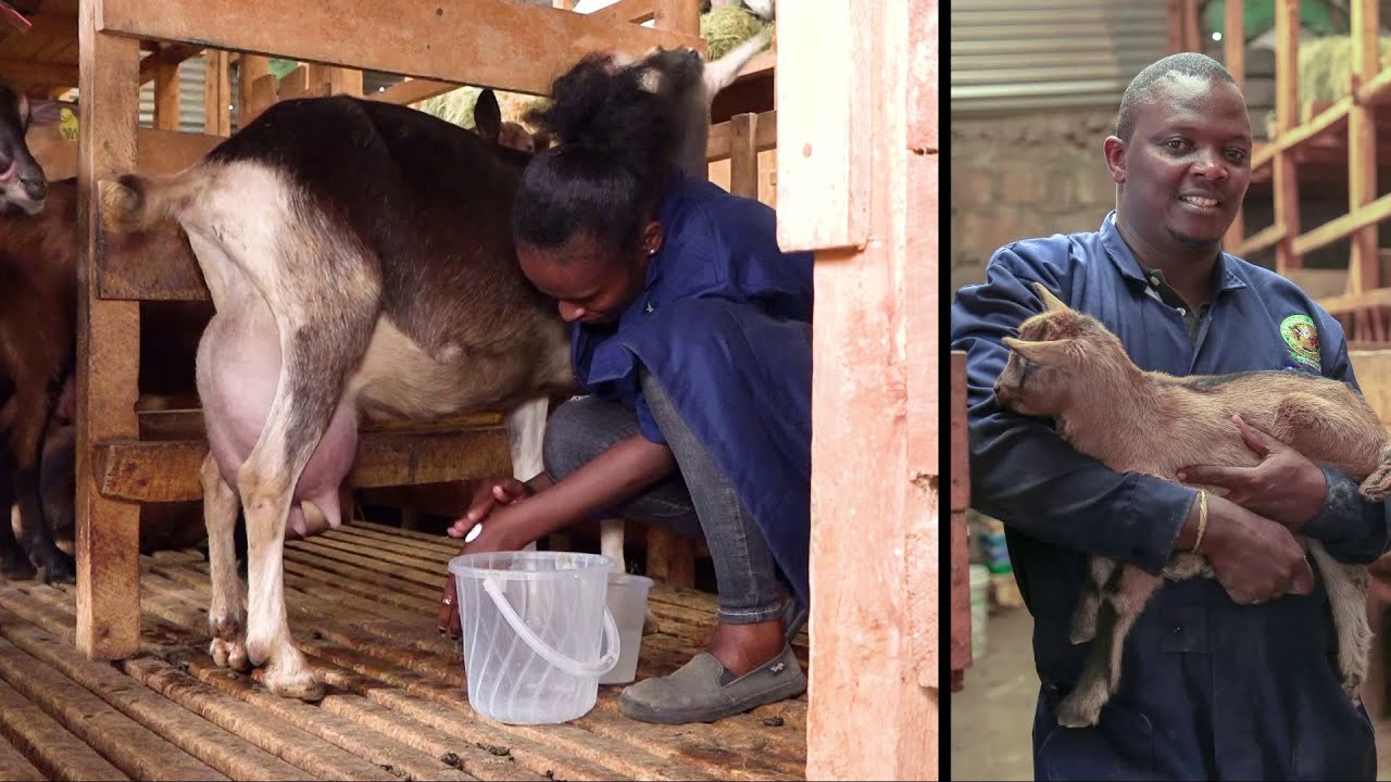 24 Dairy Goats; 60 Litres Daily | @Ksh. 200 a Litre