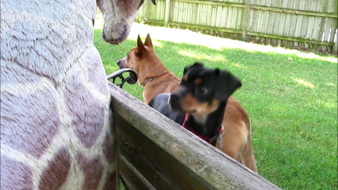 rescue-for-a-dog-afraid-of-everything-youtube