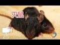 如何快速消灭老鼠？|灭鼠mouse trap