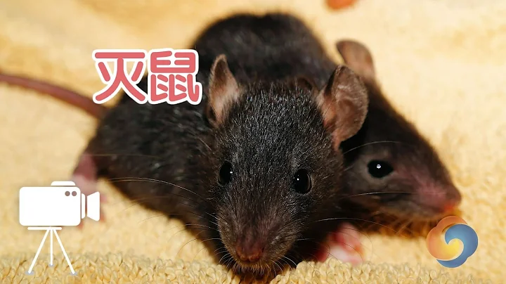 如何快速消滅老鼠？|滅鼠mouse trap - 天天要聞