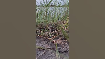 WPL C24 & MN78 Jeep Cherokee - RC CARS 🚘 #wplc24  #mn78 #mn78jeepcherokee #jeepcherokee #rccars