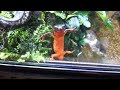 【LIVE】イモリ飼育・餌・イモリウムメンテナンス/JAPAN