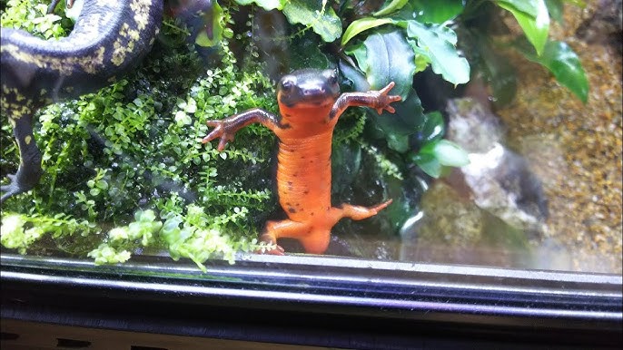 Making Aqua Terrarium For Fire Belly Newts 8 Artificial Feed For Newts I Recommend Youtube Making Aqua Terrarium For Fire Belly Newts 8 Artificial Feed For Newts I Recommend Youtube